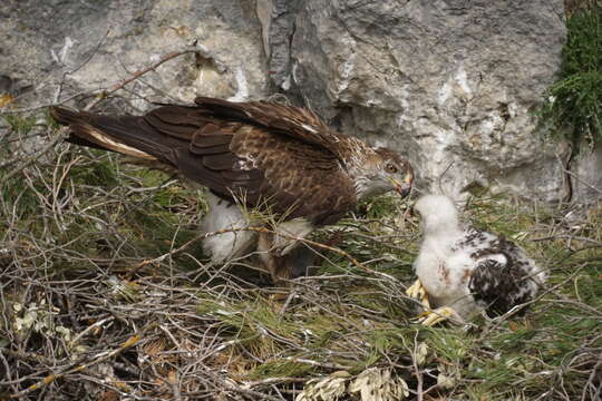 Image of Bonelli's Eagle