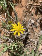 Plancia ëd Osteospermum sinuatum var. sinuatum