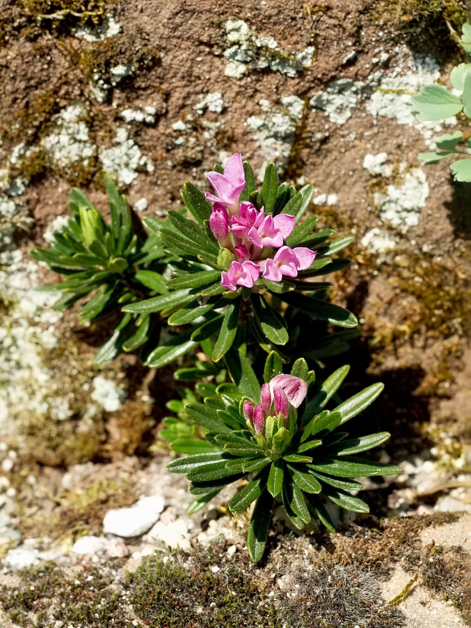 Image of Daphne arbuscula Celak.