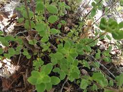 Image of Hedeoma palmeri Hemsl.