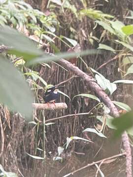 Image of Northern Silvery Kingfisher