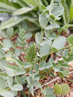 Imagem de Astragalus lentiginosus var. maricopae Barneby