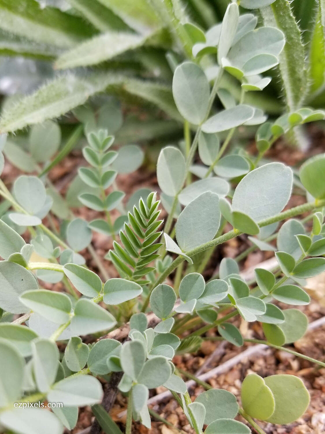 Imagem de Astragalus lentiginosus var. maricopae Barneby