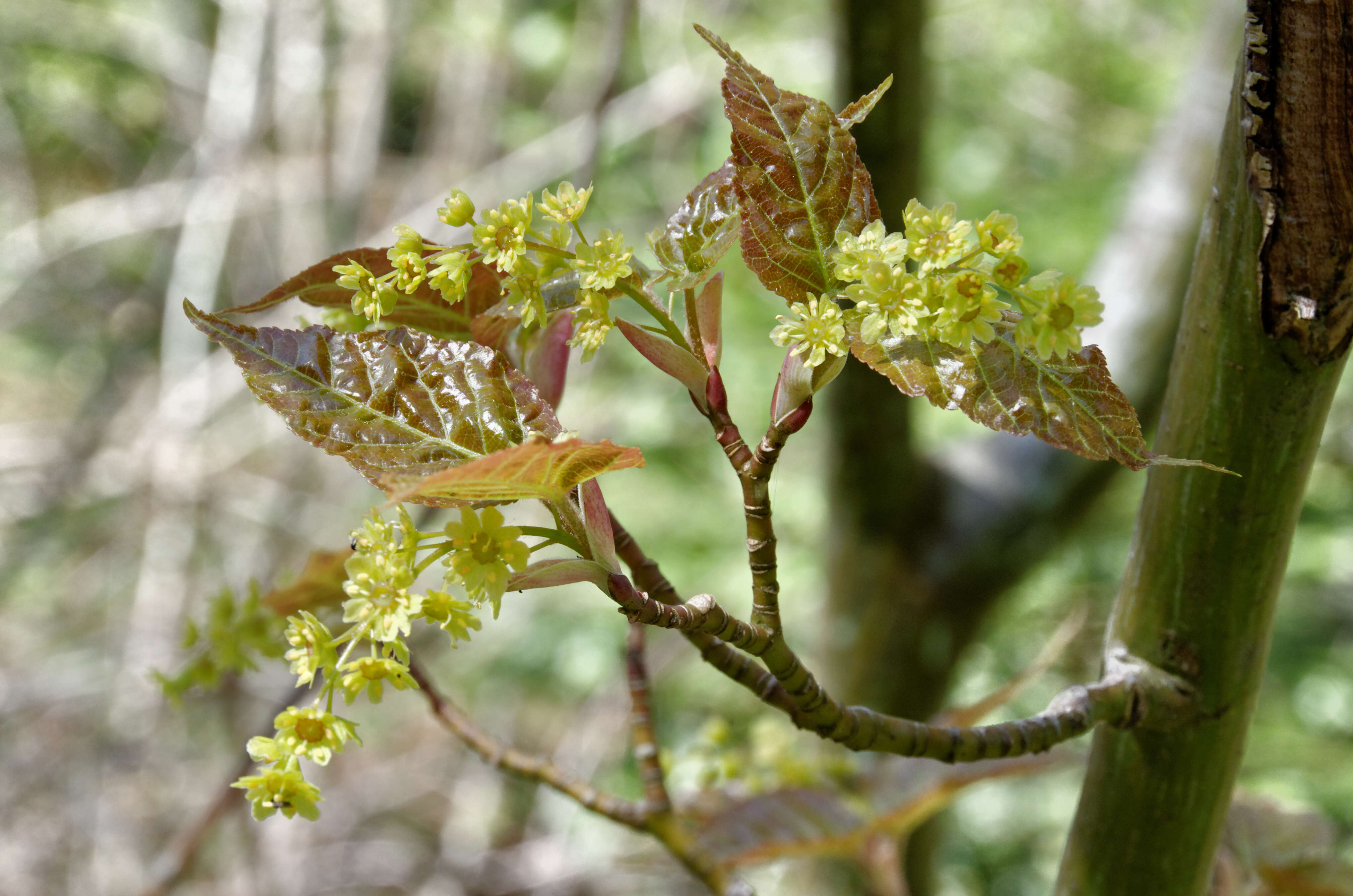 Image of Père David's maple