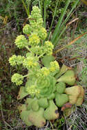 Image of Aeonium canariense subsp. latifolium (Burchard) Bañares