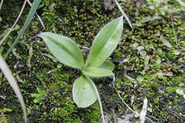 Image of Hypoxis parvula var. parvula