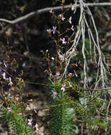 Image of Stylidium laricifolium Rich.