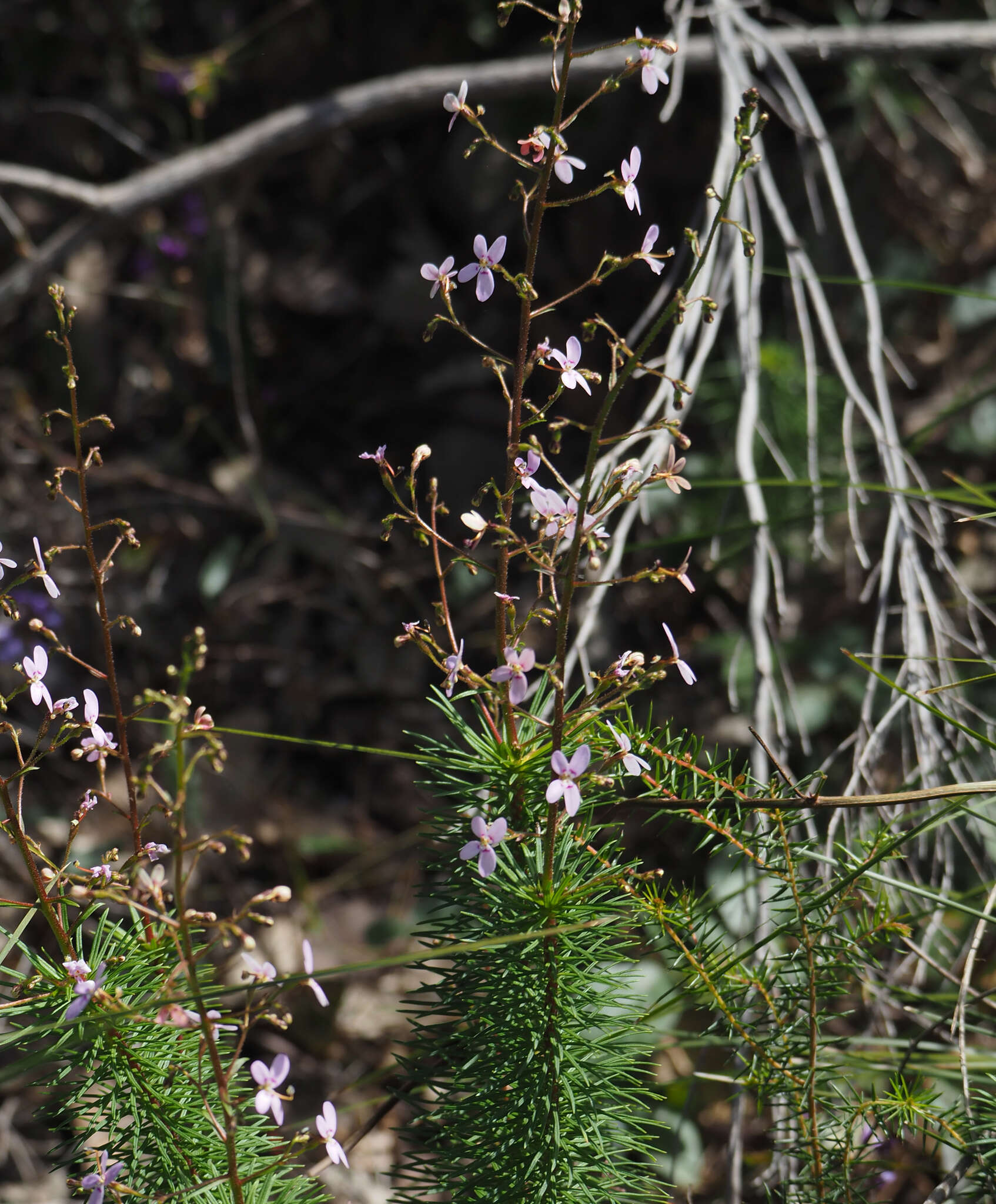 Image of Stylidium laricifolium Rich.