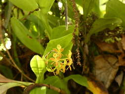 Image of big-mouth star orchid