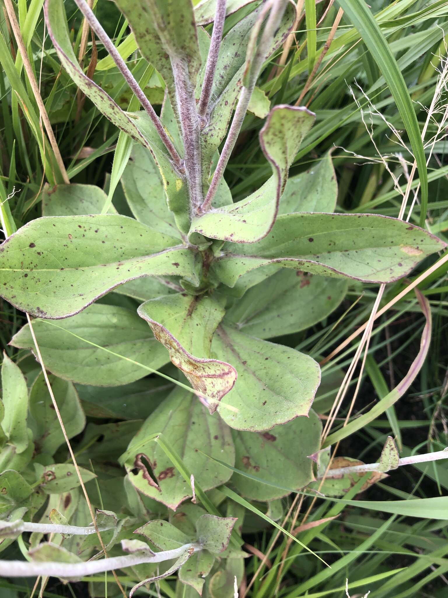 Image of Helichrysum platypterum DC.