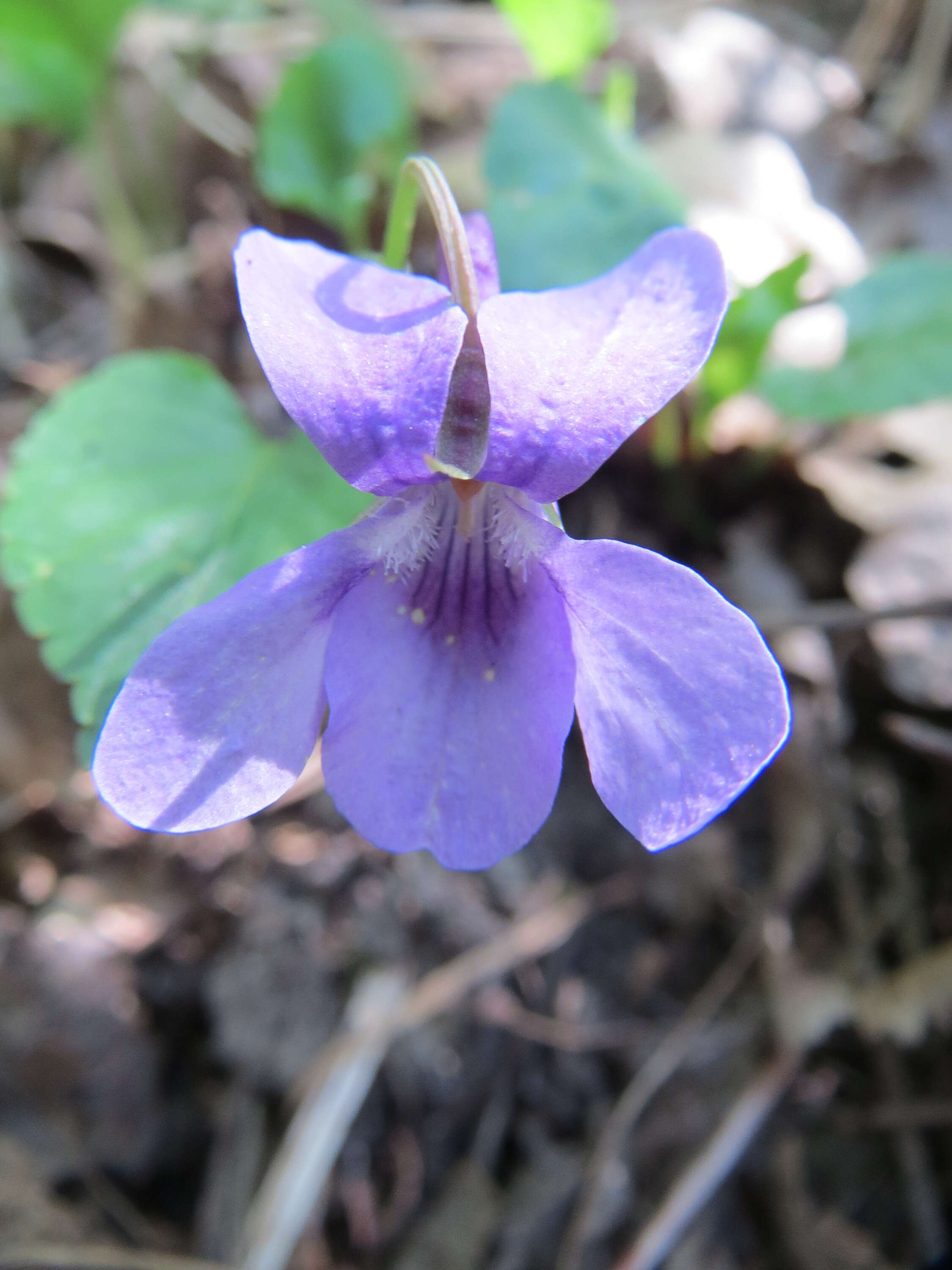 Image of early dog-violet