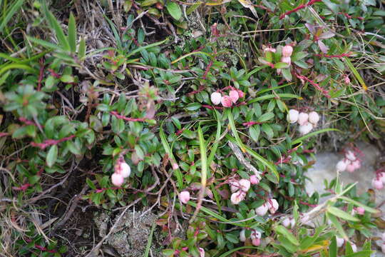 Image of Gaultheria borneensis Stapf