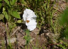 Image of low false bindweed