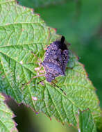 Image of Spined Soldier Bug