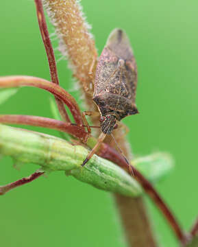 Image of Spined Soldier Bug