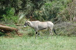Image of Common Beisa Oryx