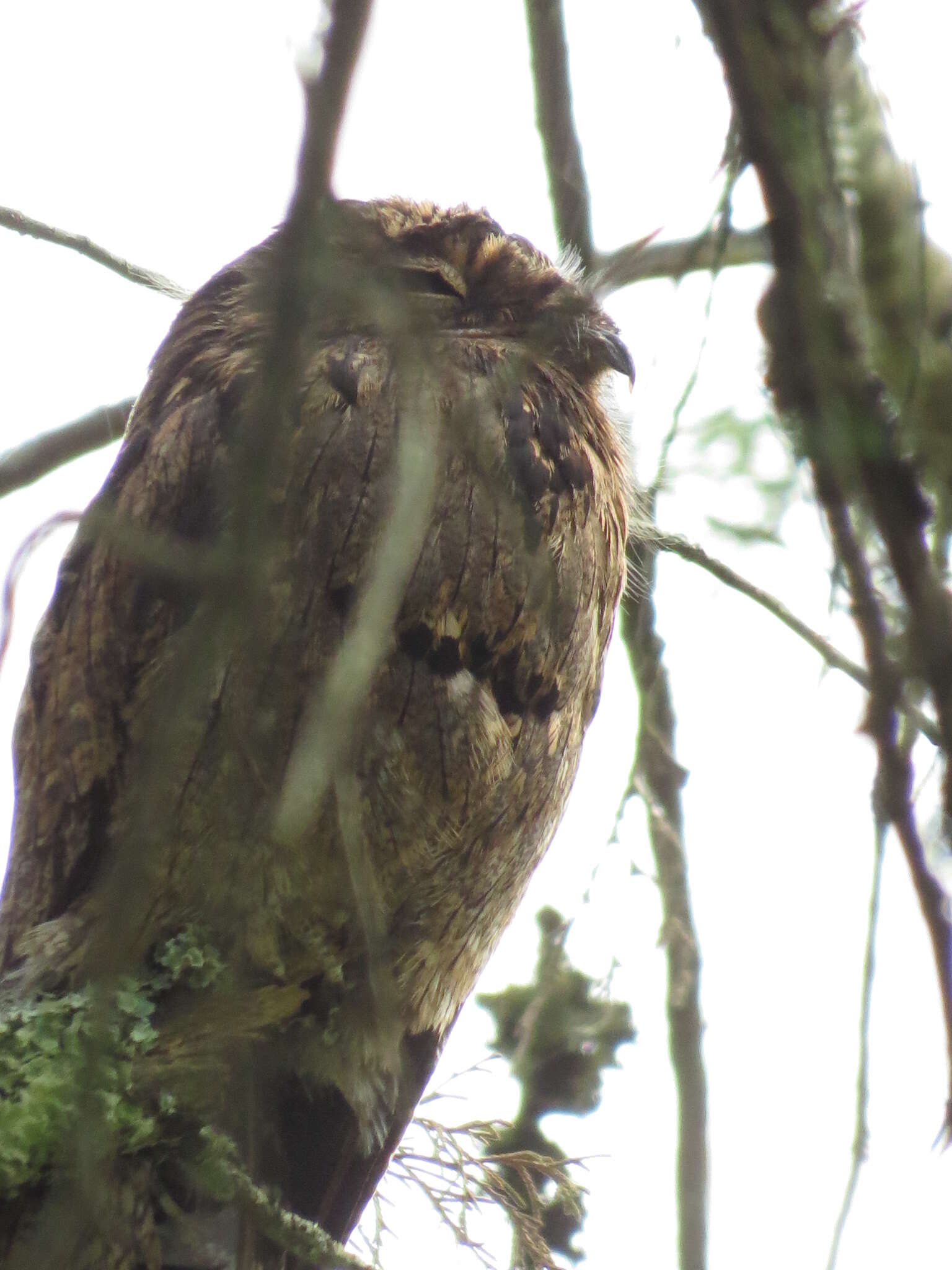 Image of Common Potoo