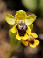 Image of Yellow Ophrys