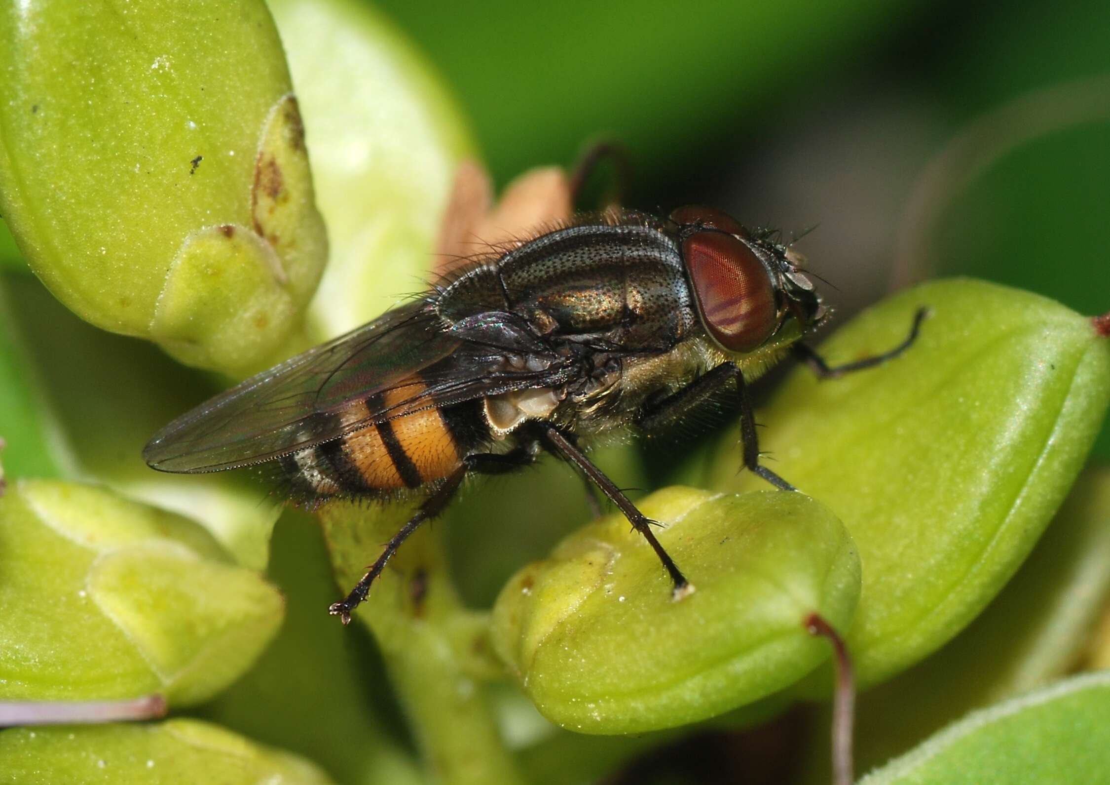 Image of Stomorhina lunata (Fabricius 1805)