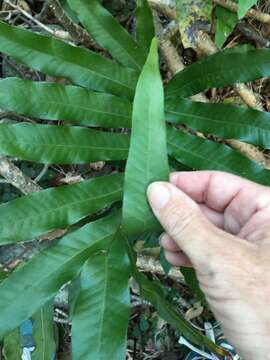 Aglaomorpha sparsisora (Desv.) Hovenkamp & S. Linds.的圖片