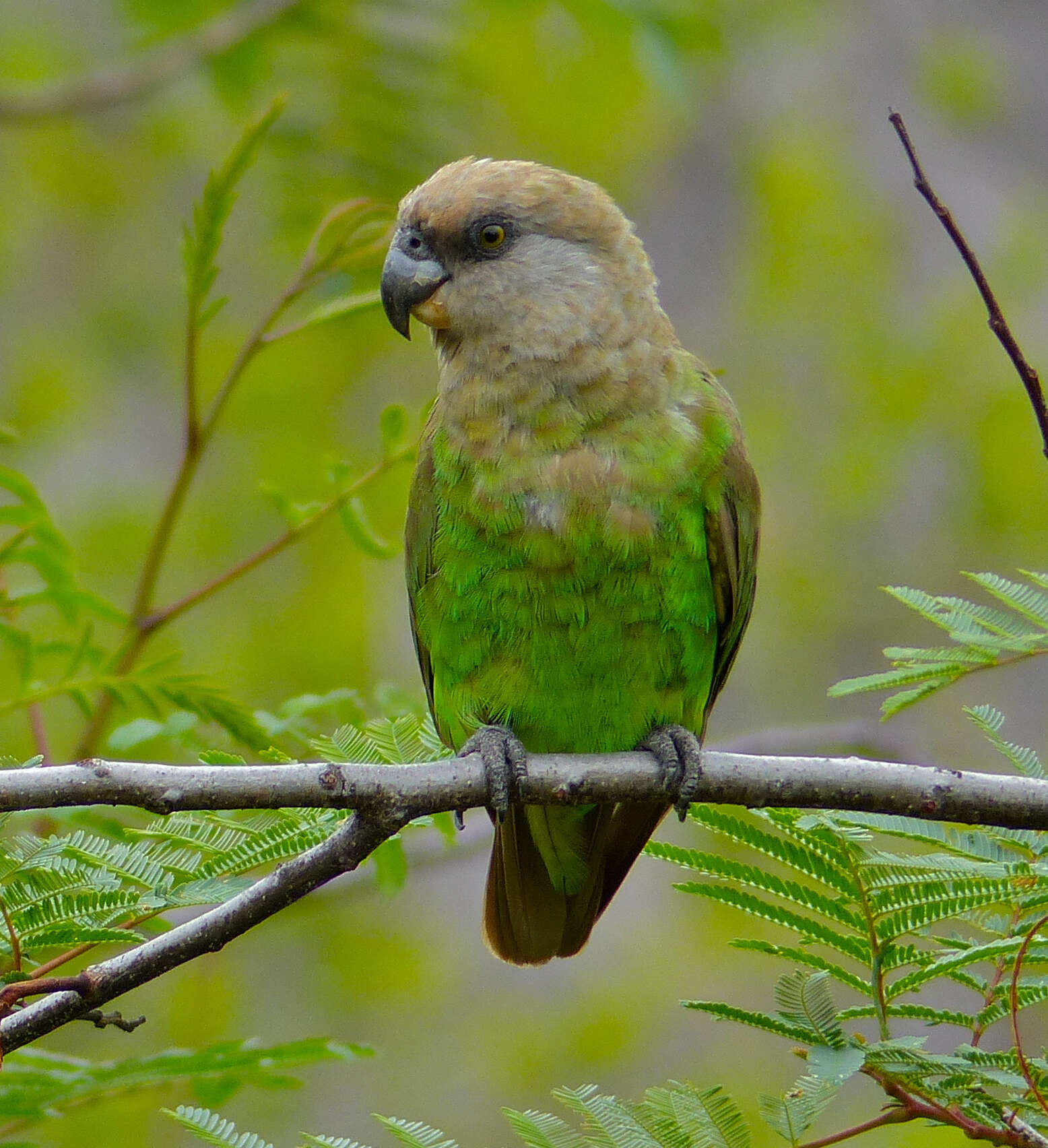 Image of Poicephalus Swainson 1837