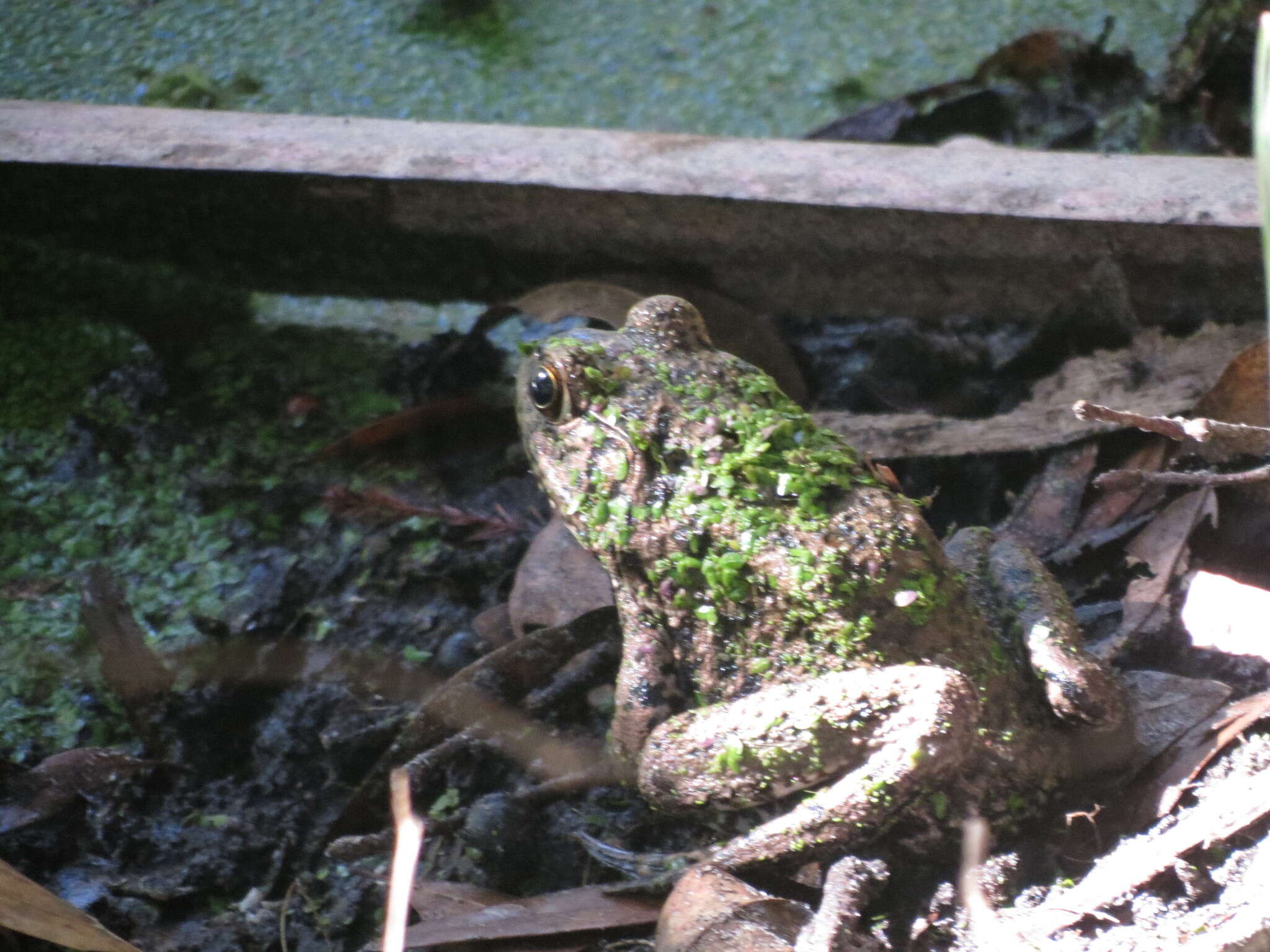 Image of River Frog