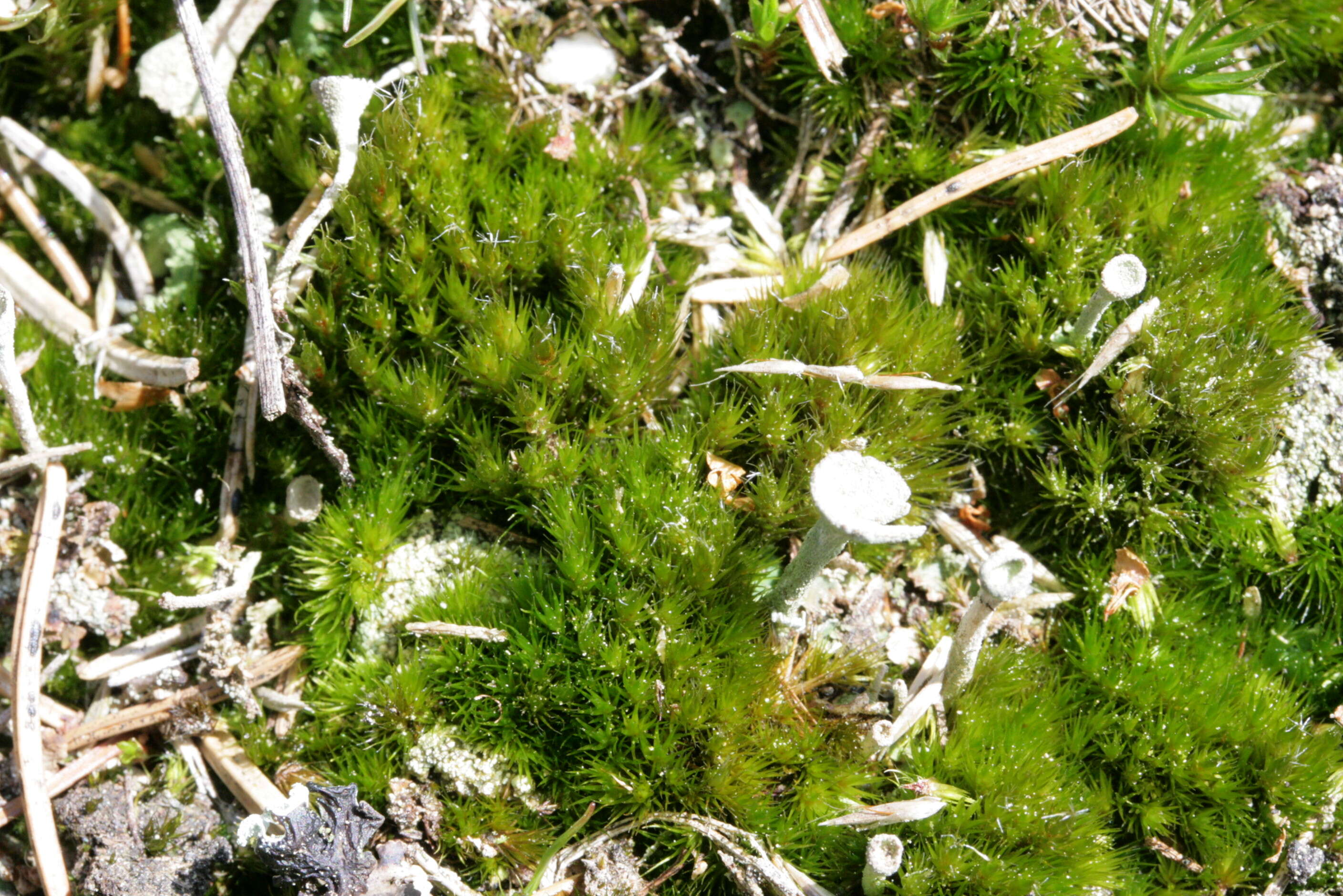 Image of campylopus moss