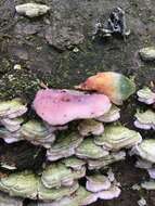 Image of Leptoporus mollis (Pers.) Quél.