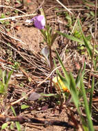 Image of American Field Pansy