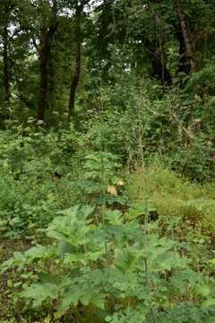 Image of Fendler's meadow-rue