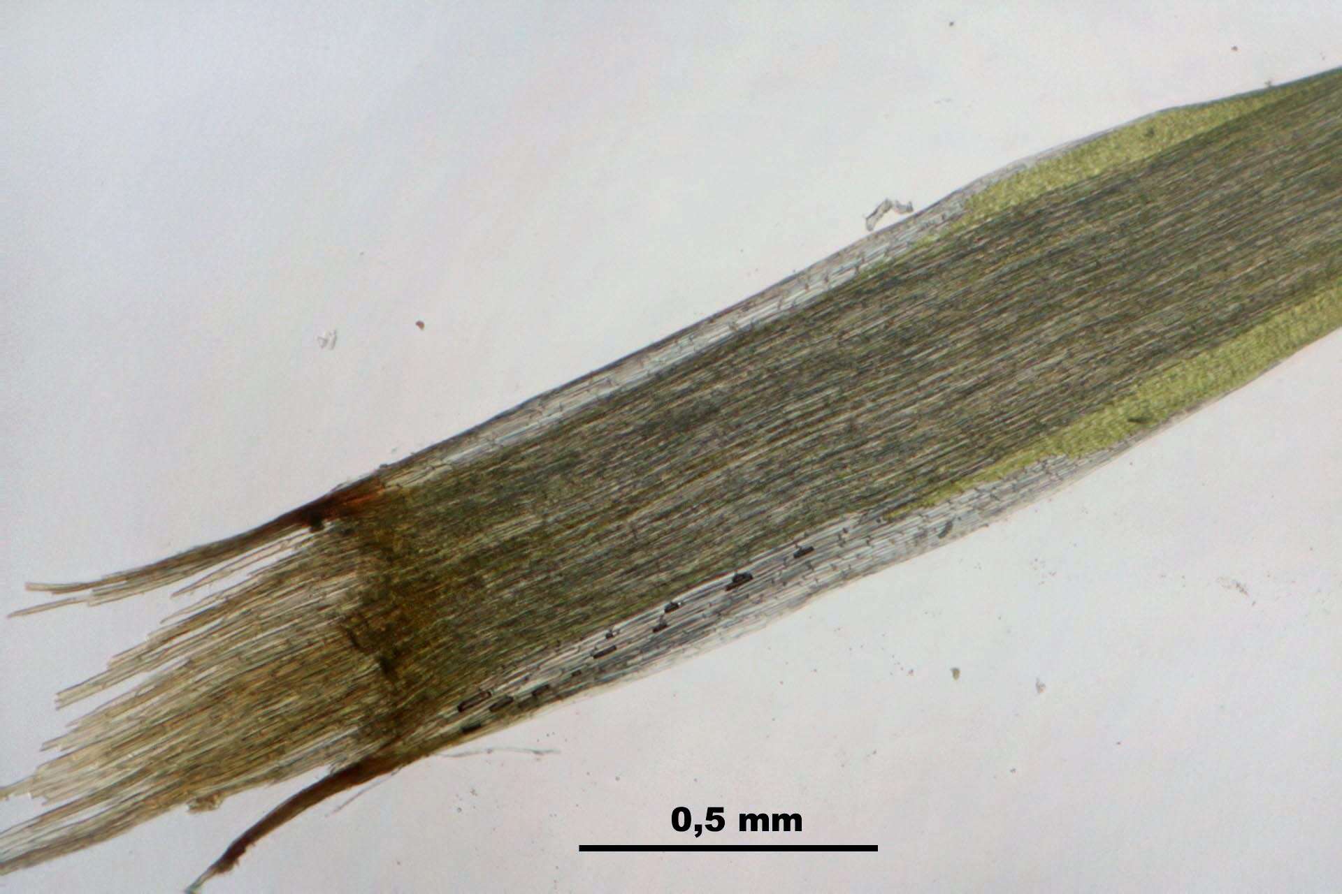 Campylopus introflexus Bridel 1819的圖片