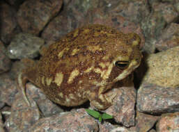 Image of Common Rain Frog