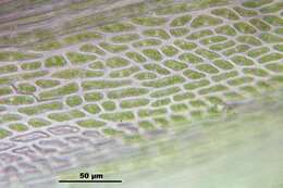 Campylopus introflexus Bridel 1819的圖片