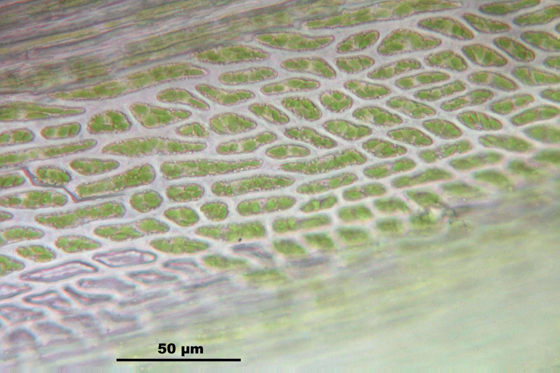 Campylopus introflexus Bridel 1819的圖片