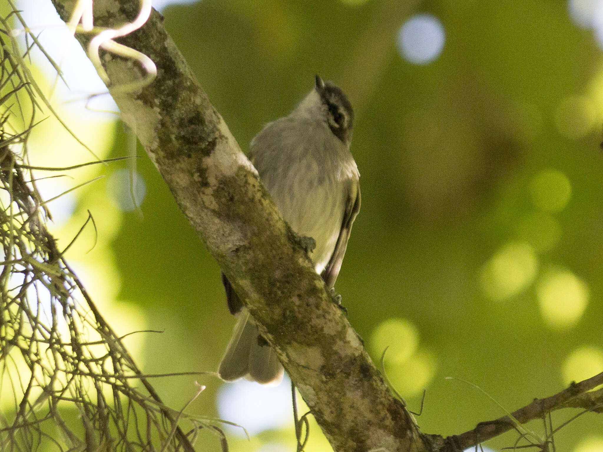 Image of Venezuelan Tyrannulet