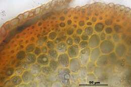 Campylopus introflexus Bridel 1819的圖片