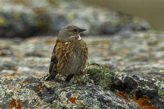 Image of Altai Accentor