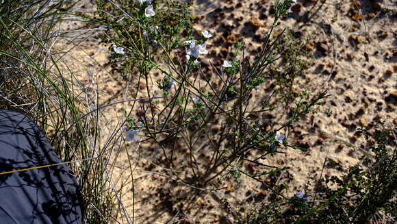 صورة Cyanothamnus coerulescens subsp. spinescens (Benth.) Duretto & Heslewood