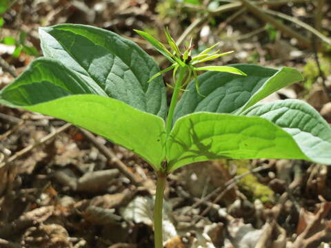 Image of herb Paris