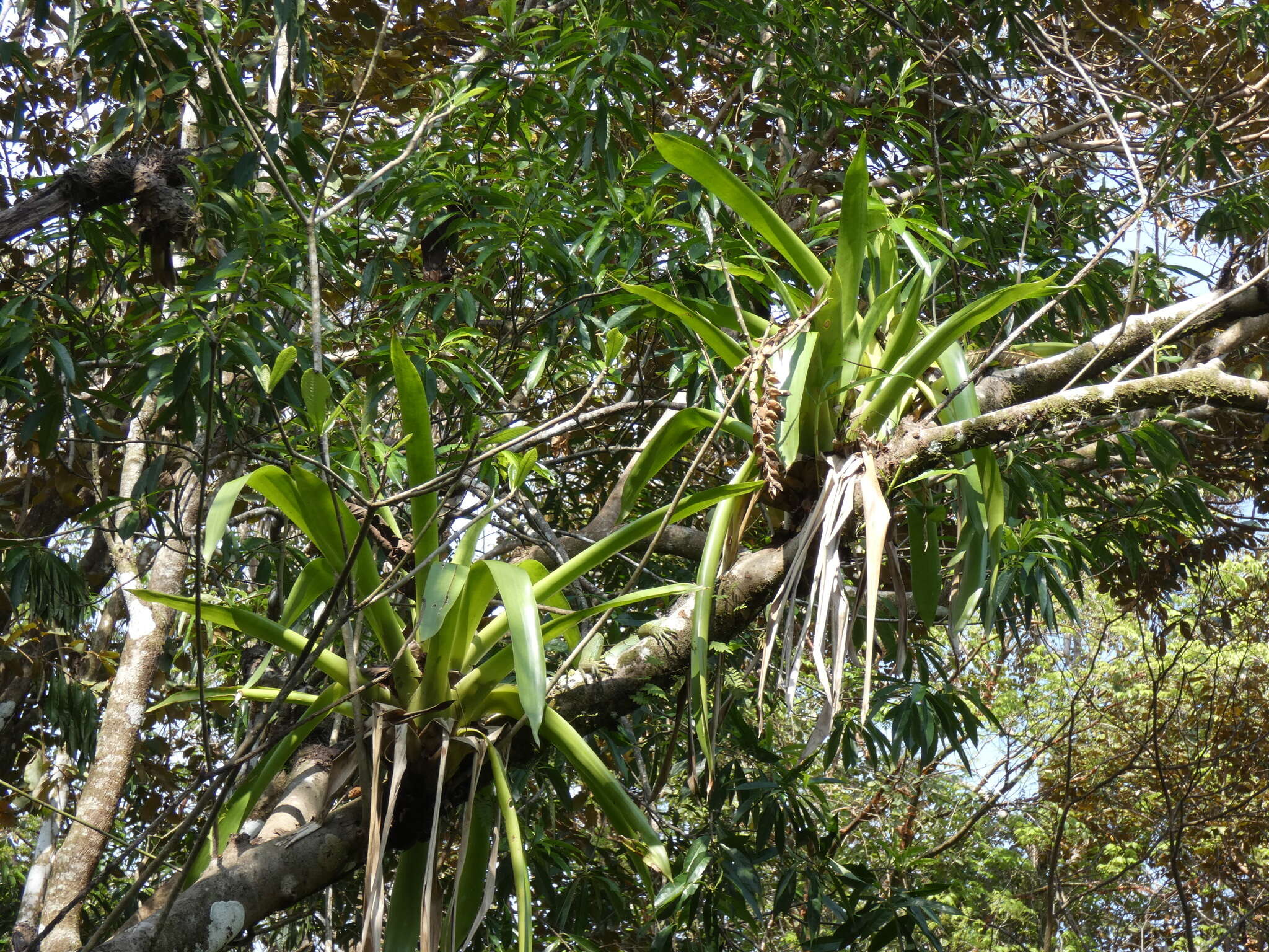 Image of Vriesea