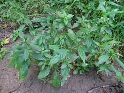 Image of sharpwing monkeyflower