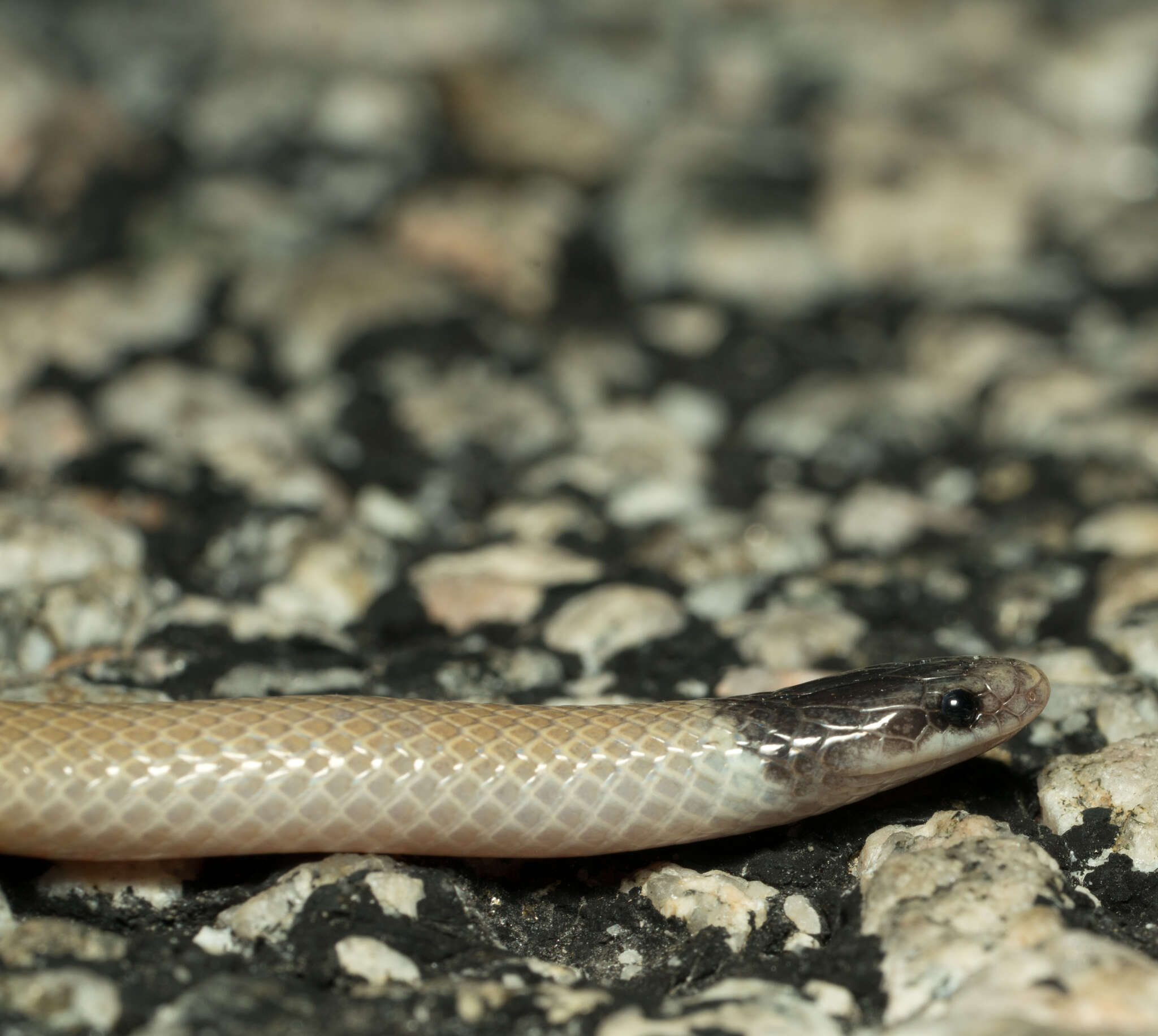 Image of Western Blackhead Snake