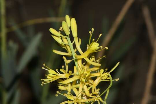 Image of Stanleya pinnata var. texana B. L. Turner