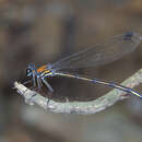 Cryptophaea vietnamensis (van Tol & Rozendaal 1995)的圖片