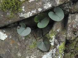 Image of North Fork heartleaf