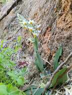 Plancia ëd Gavilea longibracteata (Lindl.) Sparre ex L. E. Navas