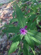 Image of Missouri ironweed