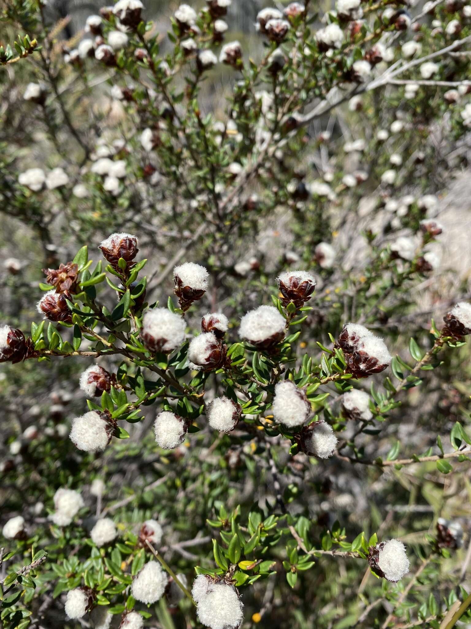 Image of Spyridium scortechinii (F. Müll.) K. R. Thiele