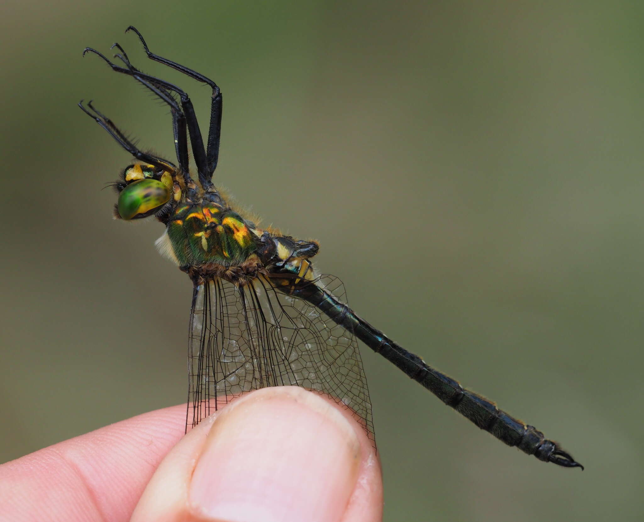 Imagem de Somatochlora meridionalis Nielsen 1935