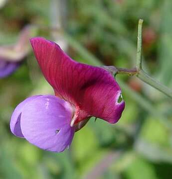 Imagem de Lathyrus clymenum L.